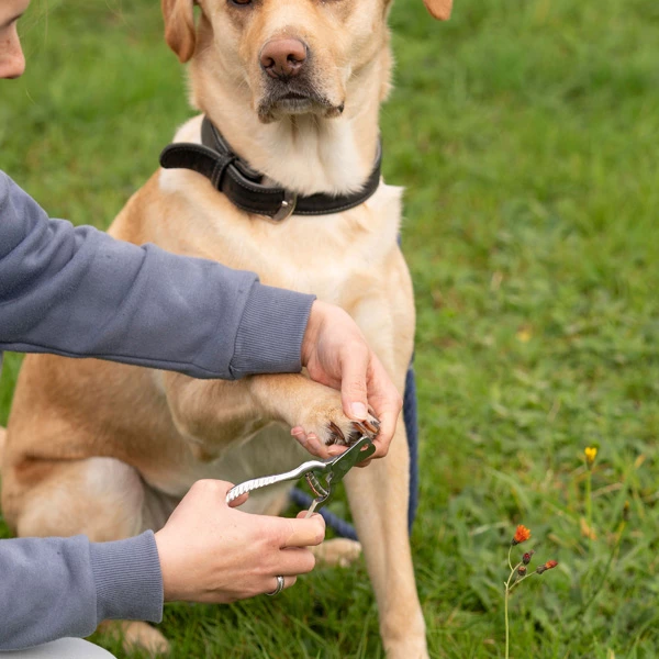 Krallenschere "Edelstahl" - Image 5