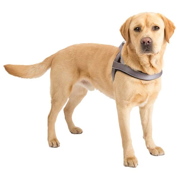 HUNTER Norweger-Hundegeschirr "Racing" - Image 4