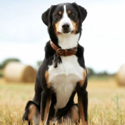 HUNTER Hundehalsband "Cody"