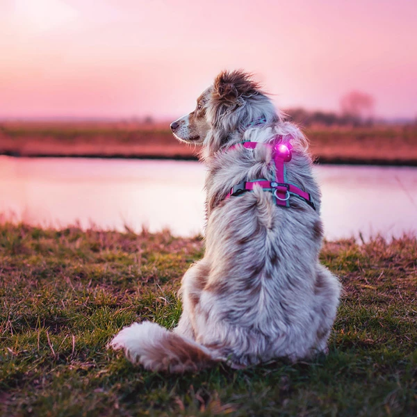 Orbiloc Leuchtanhänger "Dog Dual" - Image 8