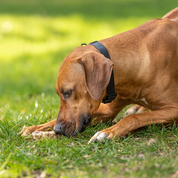 Collar Hundehalsband "Evolutor" - Image 3