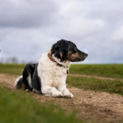 HUNTER Hundehalsband "Solid Education Cord"