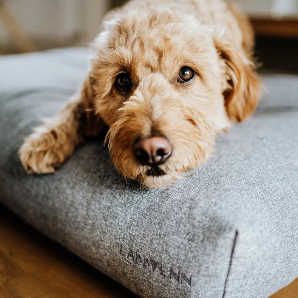 Labbvenn Hundekissen "Finno" - Image 2