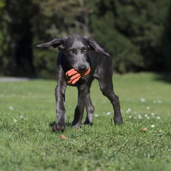 Laboni Hundespielzeug "Thaddäus Tintenfisch" - Image 2