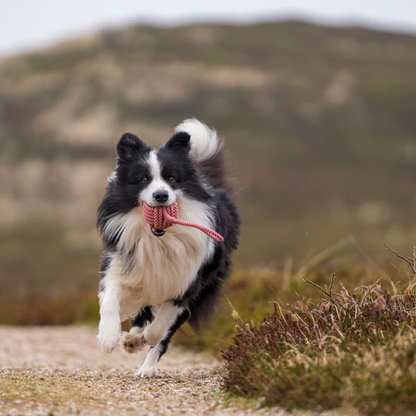 HUNTER Hundespielzeug "Schleuderball Inari"