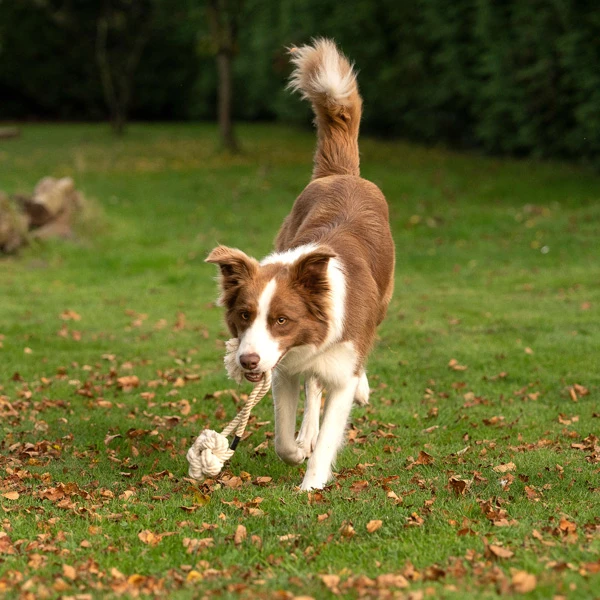 Treusinn. Hundespielzeug "Eco Bloomy" - Image 3
