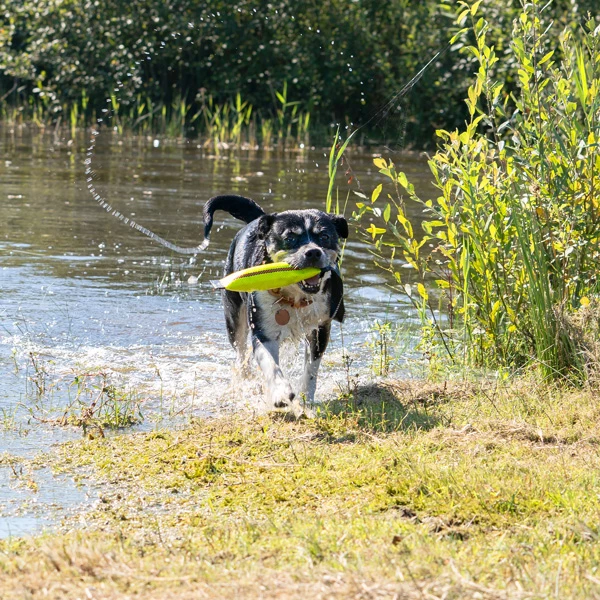 WOLTERS Dummy "Clever Dogz One" - Image 5