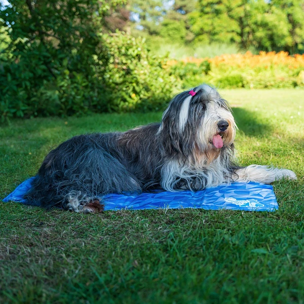 Hunde-Kühlmatte "Coolpet" - Image 3